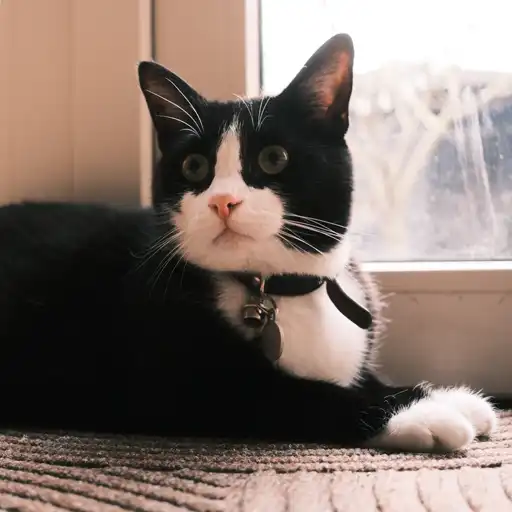 Cookie by the window