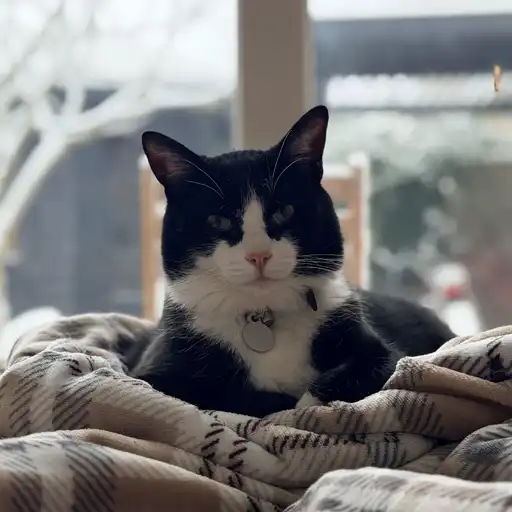 Cookie on the blanket
