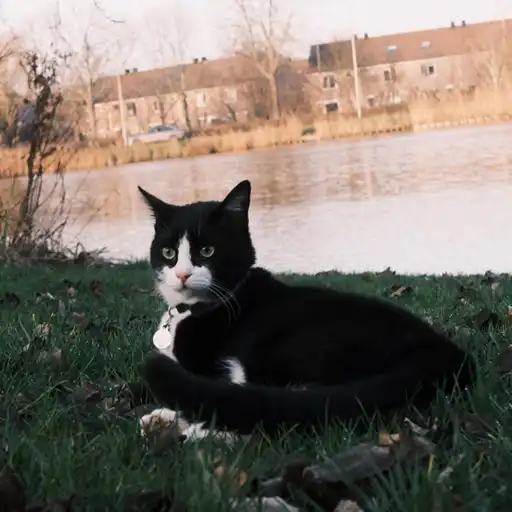 Cookie the cat outdoors